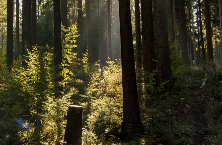Engagement und Klimaprofil: Foto Wald