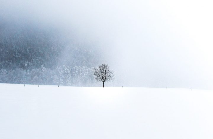 Depressionen aus Sicht der TCM: Einzelner Baum im Schneegestöber